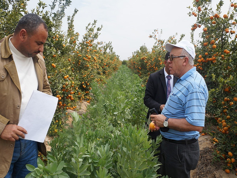 Attacking 'Hidden Hunger' with Biofortified Lentils