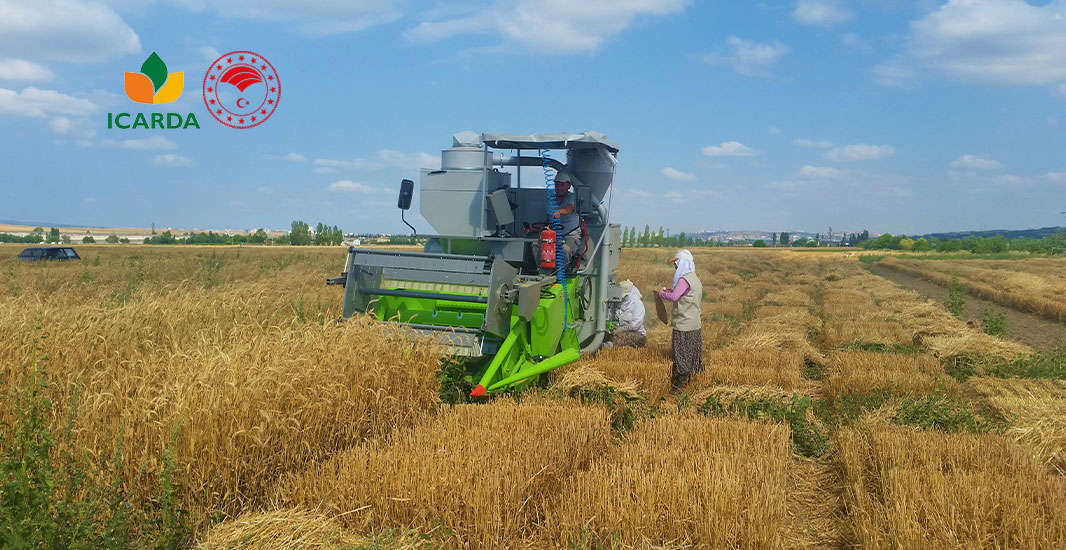 Political Economy of the Wheat Sector Political Economy of the Wheat Sector