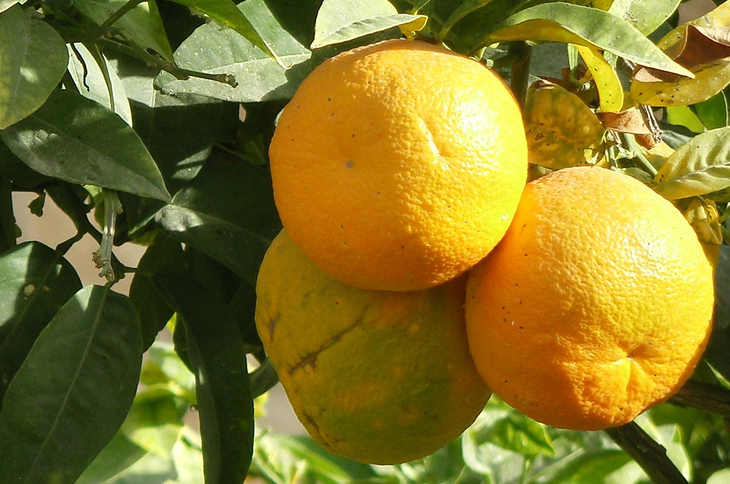 Tunisian oranges (source: Gordontour, Flickr) Tunisian oranges (source: Gordontour, Flickr)