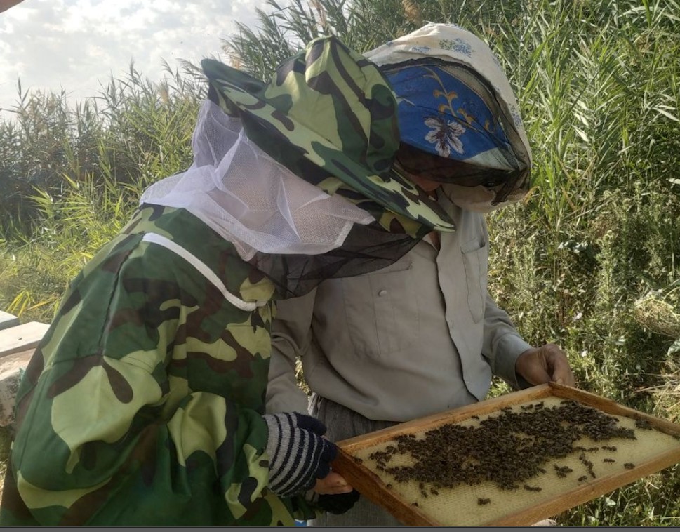 Olga & Sergey inspecting a hive Olga & Sergey inspecting a hive