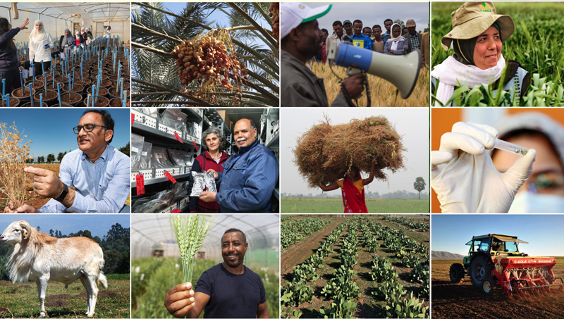ICARDA's Updated 2030 Research and Innovation Strategy ICARDA's Updated 2030 Research and Innovation Strategy