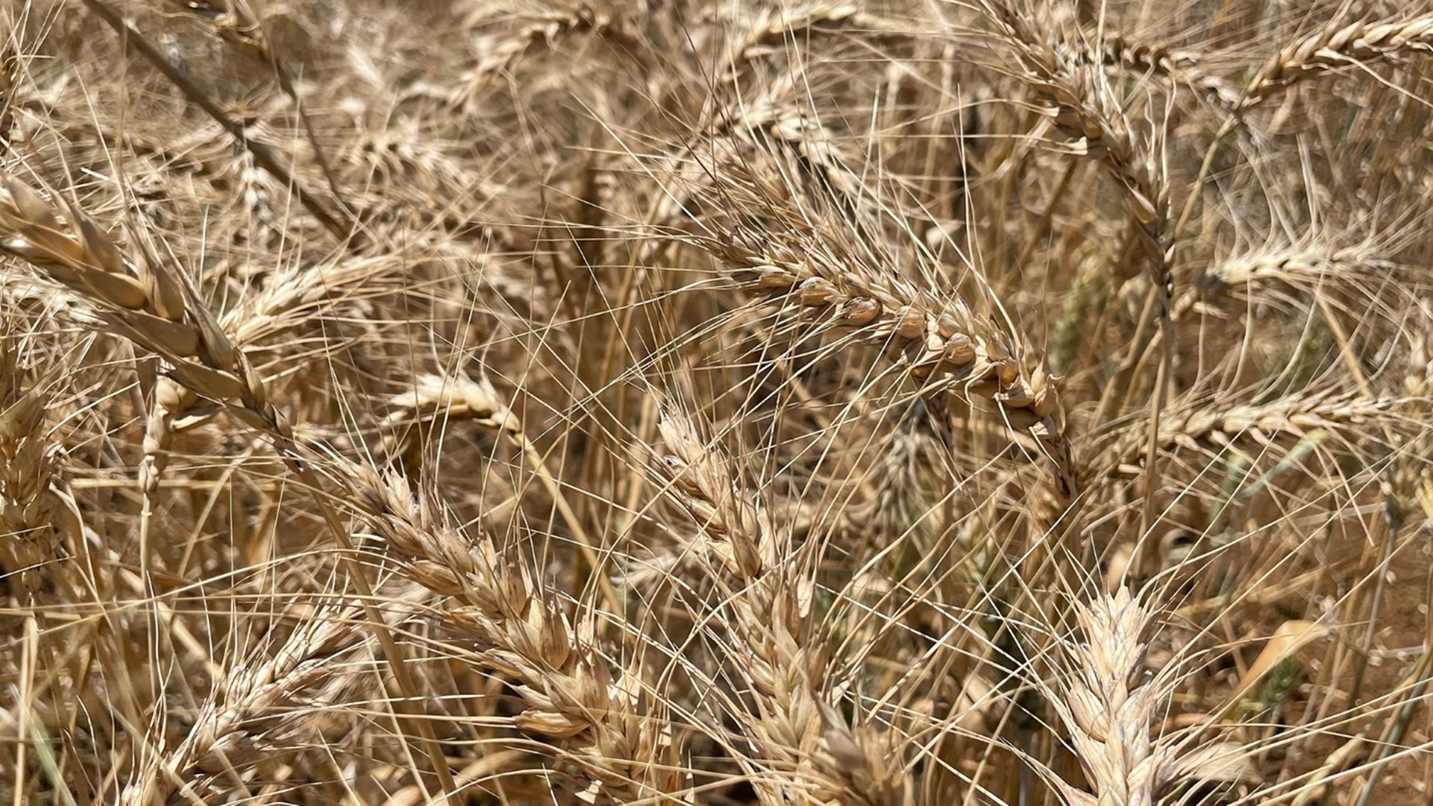 Wheat Wheat