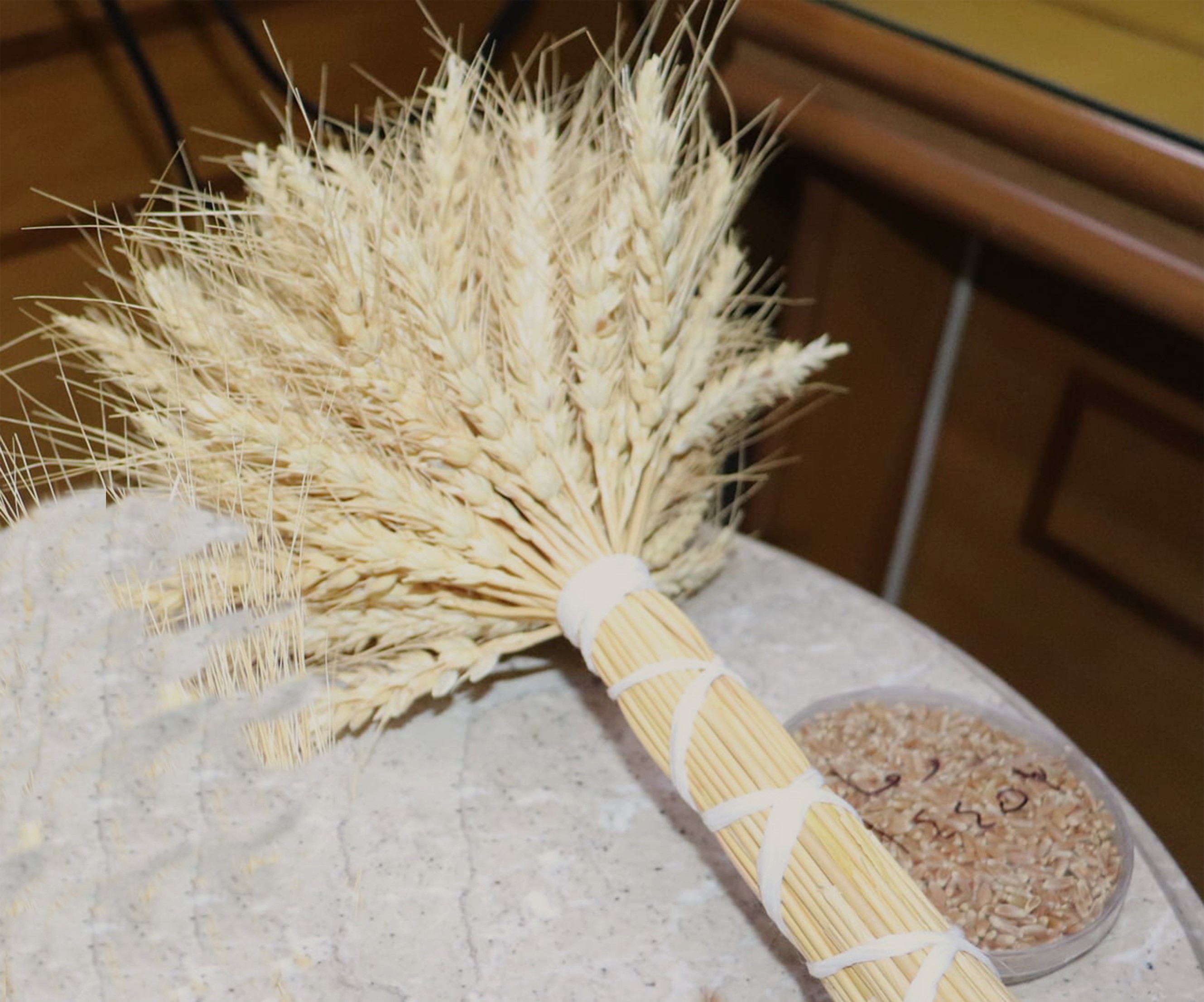 Cham 12 Wheat Variety (Code name: Douma 64453 by GCSAR) Cham 12 Wheat Variety (Code name: Douma 64453 by GCSAR)