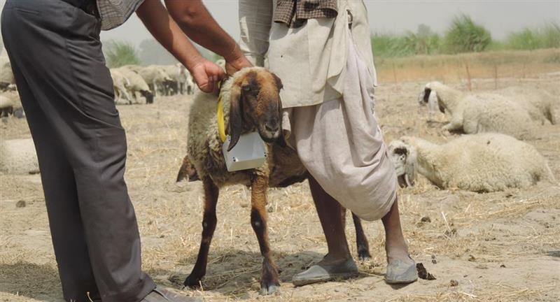 Using GPS collars to monitor herd mobility across the landscape Using GPS collars to monitor herd mobility across the landscape
