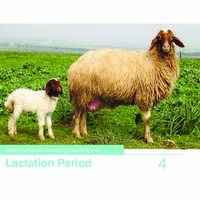 Best Practices for Managing Awassi Sheep 4-Lactation Period Best Practices for Managing Awassi Sheep 4-Lactation Period