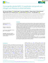 Convergently selected NPF2.12 coordinates root growth andnitrogen use efficiency in wheat and barley