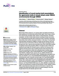 Identification of novel marker-trait associations for agronomic traits in bread wheat under WANA environments through GWAS Identification of novel marker-trait associations for agronomic traits in bread wheat under WANA environments through GWAS