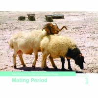 Best Practices for Managing Awassi Sheep 1-Mating Period Best Practices for Managing Awassi Sheep 1-Mating Period