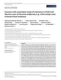 Genome-wide association study of resistance to PstS2 and Warrior races of Puccinia striiformis f. sp. tritici (stripe rust) in bread wheat landraces Genome-wide association study of resistance to PstS2 and Warrior races of Puccinia striiformis f. sp. tritici (stripe rust) in bread wheat landraces
