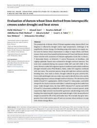 Evaluation of durum wheat lines derived from interspecific crosses under drought and heat stress Evaluation of durum wheat lines derived from interspecific crosses under drought and heat stress