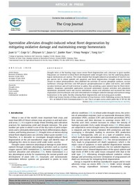 Spermidine alleviates drought-induced wheat floret degeneration by mitigating oxidative damage and maintaining energy homeostasis Spermidine alleviates drought-induced wheat floret degeneration by mitigating oxidative damage and maintaining energy homeostasis