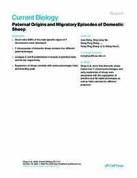 Paternal Origins and Migratory Episodes of Domestic Sheep