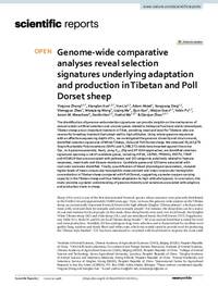 Genome‑wide comparative analyses reveal selection signatures underlying adaptation and production in Tibetan and Poll Dorset sheep Genome‑wide comparative analyses reveal selection signatures underlying adaptation and production in Tibetan and Poll Dorset sheep