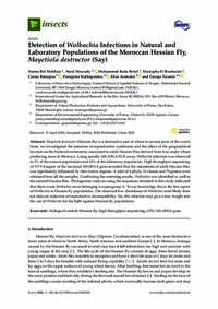 Detection of Wolbachia Infections in Natural and Laboratory Populations of the Moroccan Hessian Fly, Mayetiola destructor (Say) Detection of Wolbachia Infections in Natural and Laboratory Populations of the Moroccan Hessian Fly, Mayetiola destructor (Say)