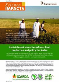 Heat-tolerant wheat transforms food production and policy for Sudan Heat-tolerant wheat transforms food production and policy for Sudan