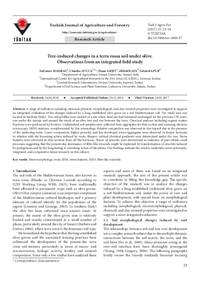 Tree-induced changes in a Terra Rossa soil under olive. Observations from an integrated field study