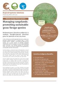 Managing rangelands: promoting sustainable grass forage species: Birdwood grass (Cenchrus setigerus): A resilient, drought-tolerant perennial grass for pastures in hot, dry areas