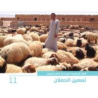 أفضل الممارسات في إدارة أغنام العواس 11 – تسمين الحملان أفضل الممارسات في إدارة أغنام العواس 11 – تسمين الحملان