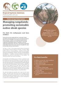 Managing rangelands: promoting sustainable native shrub species: Fire Bush: the multipurpose sand dune stabilizer Managing rangelands: promoting sustainable native shrub species: Fire Bush: the multipurpose sand dune stabilizer