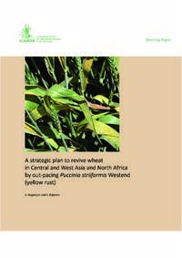 A strategic plan to revive wheat in Central and West Asia and North Africa by out-pacing Puccinia striiformis westend (yellow rust) A strategic plan to revive wheat in Central and West Asia and North Africa by out-pacing Puccinia striiformis westend (yellow rust)