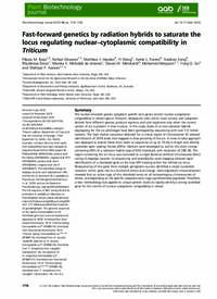 Fast-forward genetics by radiation hybrids to saturate the locus regulating nuclear–cytoplasmic compatibility in Triticum Fast-forward genetics by radiation hybrids to saturate the locus regulating nuclear–cytoplasmic compatibility in Triticum