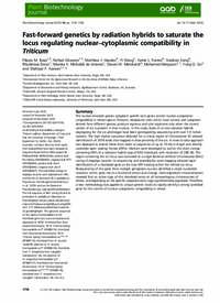 Fast-forward genetics by radiation hybrids to saturate the locus regulating nuclear–cytoplasmic compatibility in Triticum