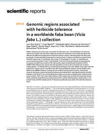 Genomic regions associated with herbicide tolerance in a worldwide faba bean (Vicia faba L.) collection Genomic regions associated with herbicide tolerance in a worldwide faba bean (Vicia faba L.) collection