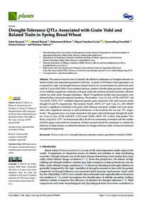 Drought-Tolerance QTLs Associated with Grain Yield and Related Traits in Spring Bread Wheat Drought-Tolerance QTLs Associated with Grain Yield and Related Traits in Spring Bread Wheat