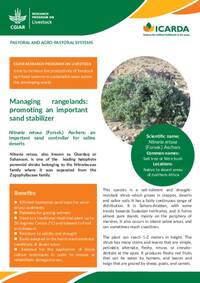 Nitraria retusa (Forssk.) Aschers: an important sand stabilizer for saline deserts Nitraria retusa (Forssk.) Aschers: an important sand stabilizer for saline deserts