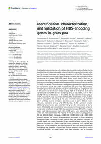 Identification, characterization, and validation of NBS-encoding genes in grass pea Identification, characterization, and validation of NBS-encoding genes in grass pea