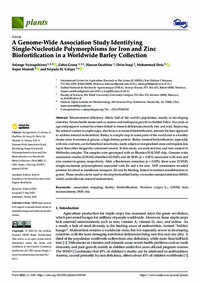 A Genome-Wide Association Study Identifying Single-Nucleotide Polymorphisms for Iron and Zinc Biofortification in a Worldwide Barley Collection A Genome-Wide Association Study Identifying Single-Nucleotide Polymorphisms for Iron and Zinc Biofortification in a Worldwide Barley Collection