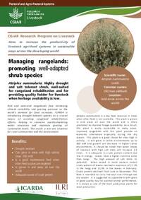 Managing rangelands: promoting well-adapted shrub species: Atriplex nummularia: Highly drought and salt tolerant shrub, well-suited for rangeland rehabilitation and for providing quality fodder for livestock when herbage availability is low