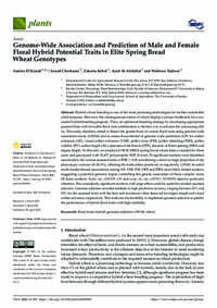 Genome-Wide Association and Prediction of Male and Female Floral Hybrid Potential Traits in Elite Spring Bread Wheat Genotypes Genome-Wide Association and Prediction of Male and Female Floral Hybrid Potential Traits in Elite Spring Bread Wheat Genotypes