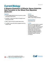 A Massive Expansion of Effector Genes Underlies Gall-Formation in the Wheat Pest Mayetiola destructor