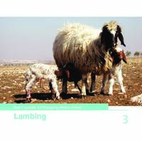 Best Practices for Managing Awassi Sheep 3-Lambing Best Practices for Managing Awassi Sheep 3-Lambing