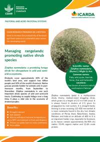 Managing rangelands: promoting native shrub species: Ziziphus nummularia: a promising forage shrub for silvopasture in arid and semi-arid ecosystems