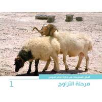 أفضل الممارسات في إدارة أغنام العواس 1 - مرحلة التزاوج أفضل الممارسات في إدارة أغنام العواس 1 - مرحلة التزاوج
