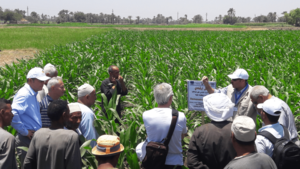 The Water user associations (WUAs) in Fayoum