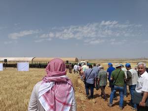 ICARDA Field day