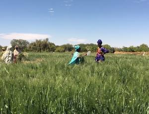 The ICARDA-ISRA durum variety Haby 