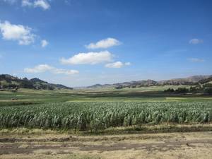 Faba bean production fields at Kabe village in Wereilu district during 2018/2019 cropping season