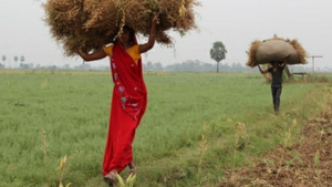 The collaboration to support the further development of kabuli chickpea, lentil and grass pea. 