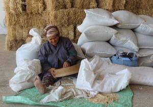 Traditional and manual seed cleaning by woman farmer. (Photo: Zied Idoudi, ICARDA)