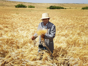 A Tunisian farmer in his barley field A Tunisian farmer in his barley field