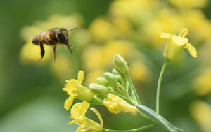 Farming with Alternative Pollinators (FAP)