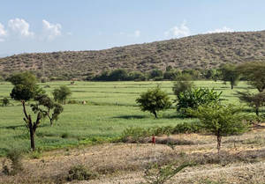 Ethiopia TAAT Wheat Field Ethiopia TAAT Wheat Field
