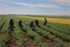 Conservation Agriculture in Morocco