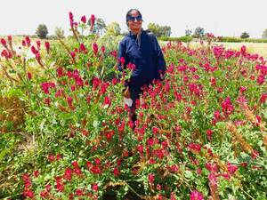 Dr. Mina Devkota stands in the midst of flowering forage crops Dr. Mina Devkota stands in the midst of flowering forage crops
