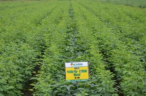 Intercropping experiment between pigeon pea and soybean in ICARDA/Amlaha station, India. Intercropping experiment between pigeon pea and soybean in ICARDA/Amlaha station, India.
