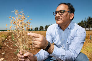 Dr. Shiv Agrawal in a lentil field Dr. Shiv Agrawal in a lentil field